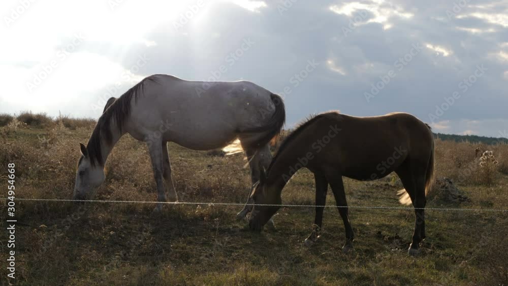 Two horses grazing behind the meadow fence on green meadow at sunset. Medium shot, slow motion HQ 4K video