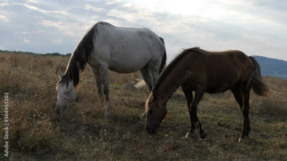 Two white with black- grey spots and brown horses grazing on green meadow. Small flies bother them and they tremble with muscle cramps. Slow motion HQ 4K video. Two white with black- grey spots and brown horses grazing on green meadow. Small flies bother them and they tremble with muscle cramps. Slow motion HQ 4K video.