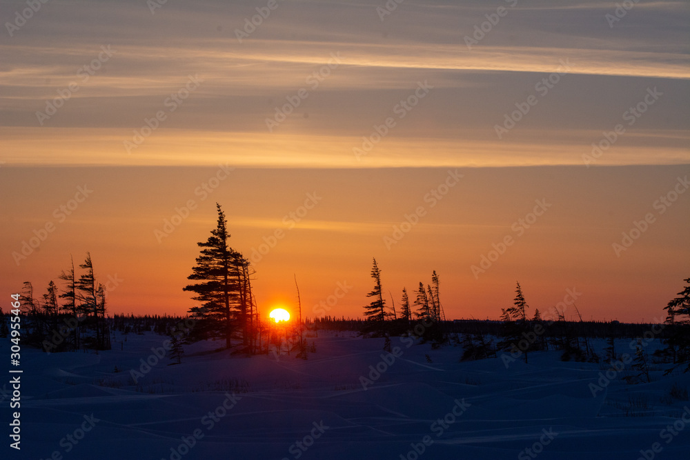 sunset behind spruce trees in canadian arctic