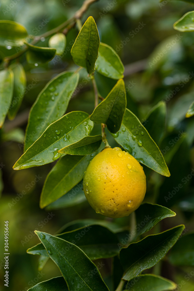 Limequat on the branch of the tree Limequat on the branch of the tree