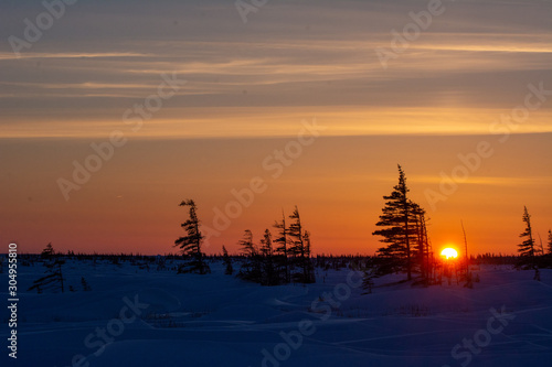 sunset behind spruce trees in canadian arctic © Wandering Bear