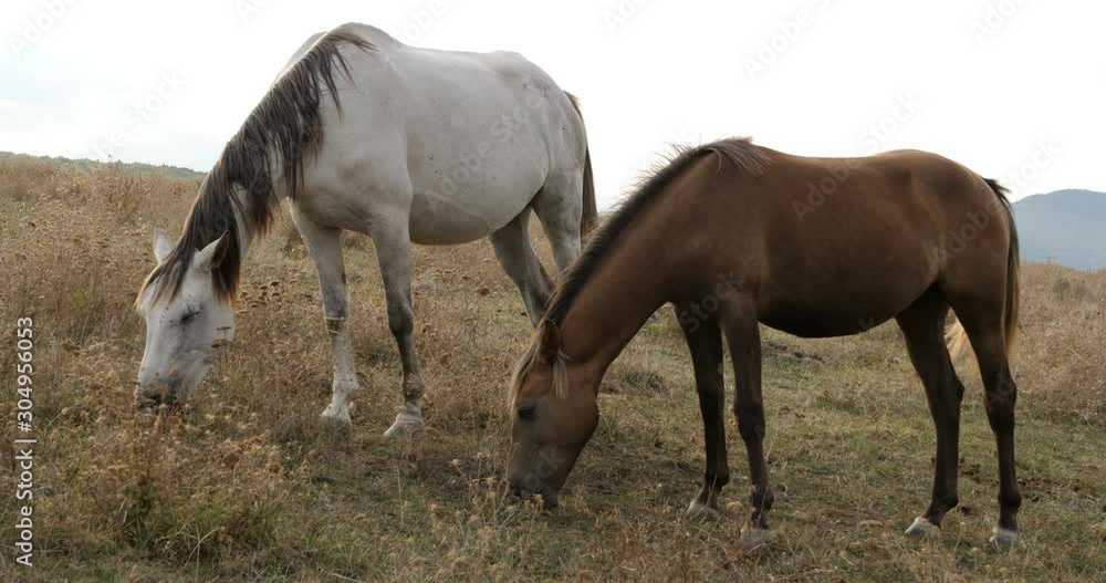 Two white with black- grey spots and brown horses grazing on green meadow. Small flies bother them and they tremble with muscle cramps. HQ 4K DCI, C4K video.