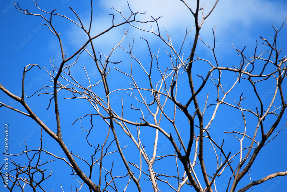Nature scene - Dry branch of tree with cloud blue sky - summer season Nature scene - Dry branch of tree with cloud blue sky - summer season