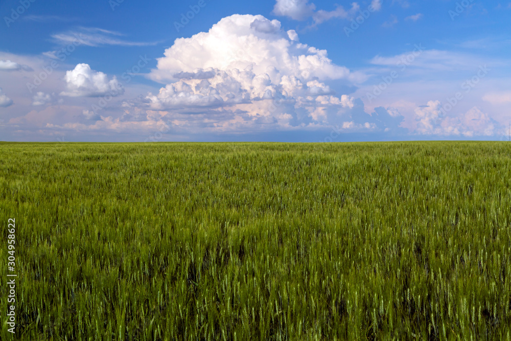 Prairie Wheat Field Saskatchewan Canada Prairie Wheat Field Saskatchewan Canada