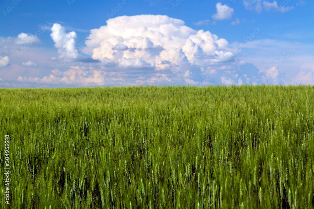 Prairie Wheat Field Saskatchewan Canada Prairie Wheat Field Saskatchewan Canada