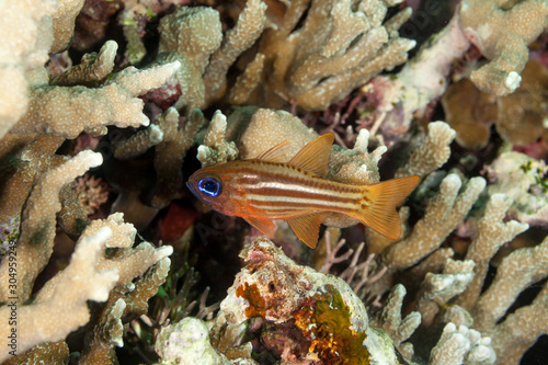 The surprising underwater world of the Indian and Pacifical Oceans