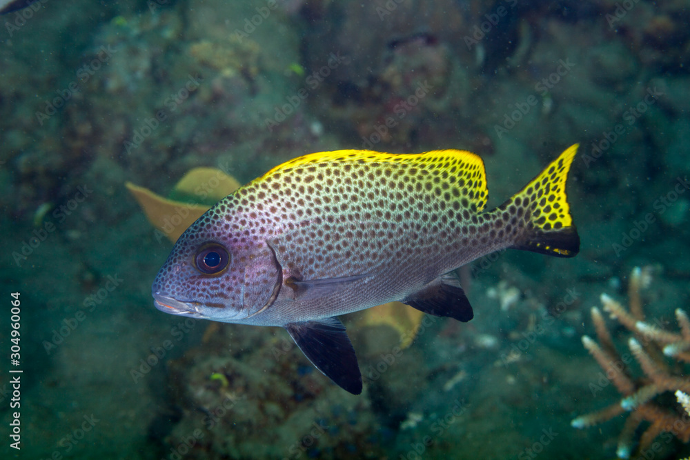 The surprising underwater world of the Indian and Pacifical Oceans The surprising underwater world of the Indian and Pacifical Oceans