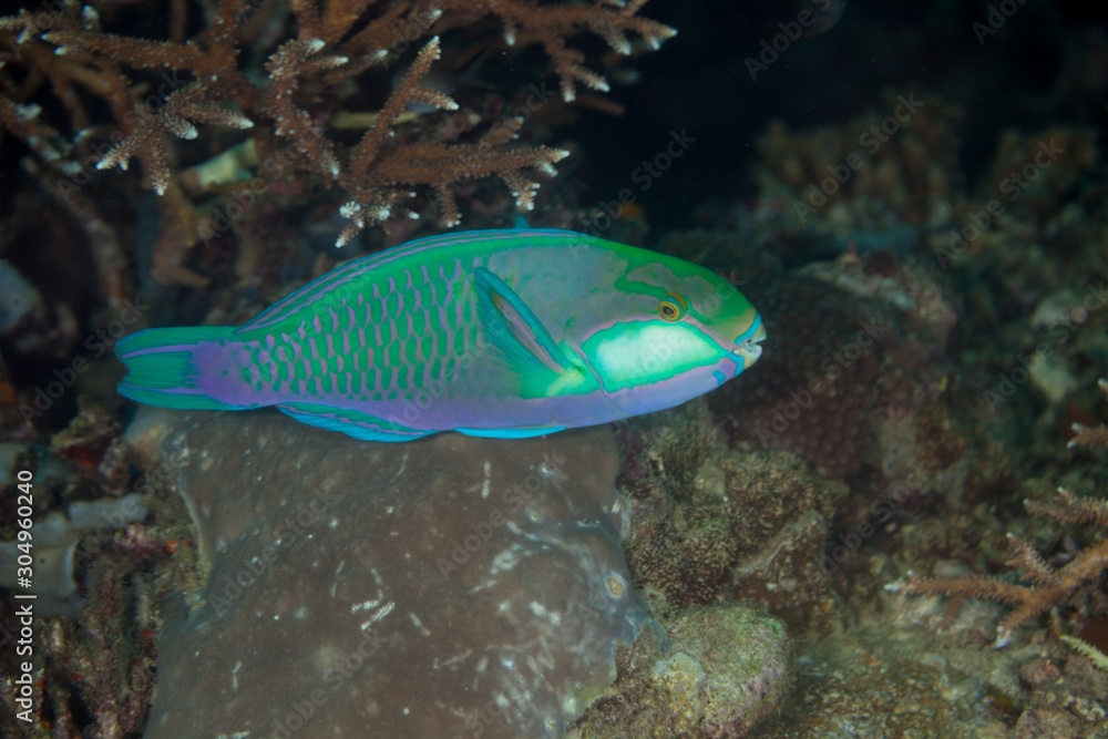 The surprising underwater world of the Indian and Pacifical Oceans The surprising underwater world of the Indian and Pacifical Oceans