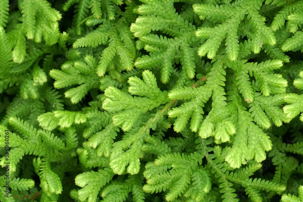 Macro mini tropical Fern leaf plants on the ground abstract background - Green nature patterns Macro mini tropical Fern leaf plants on the ground abstract background - Green nature patterns