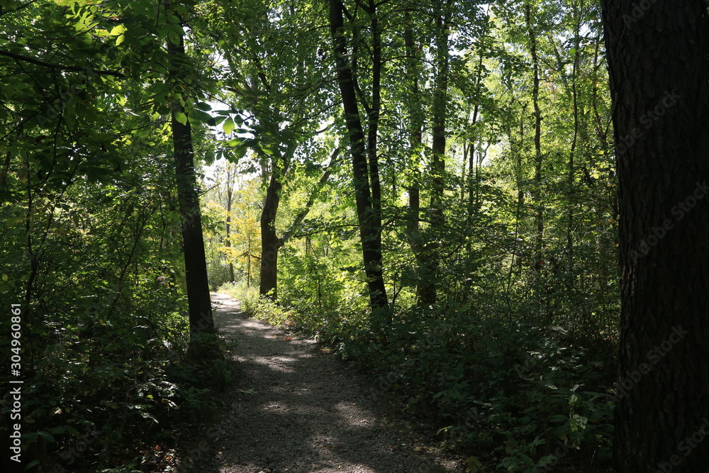 Obraz premium Nature Hike with Stairs and Waterfall