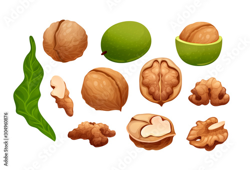 Constructor with the stages of walnut growing