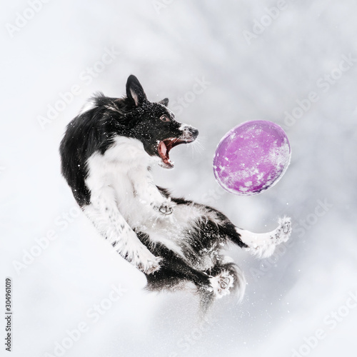 Fototapeta Naklejka Na Ścianę i Meble -  border collie dog jumping up in the snow outdoors