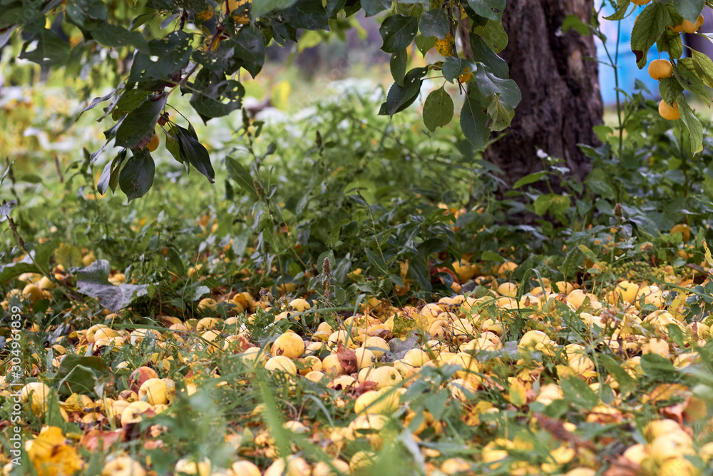 Fototapeta premium Ripe yellow apples lie on the ground under an Apple tree. Autumn harvest.