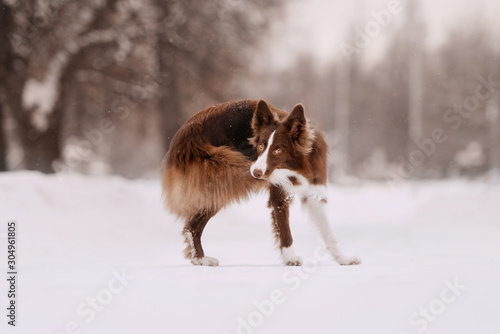 Canvas-taulu border collie dog catching his own tail outdoors
