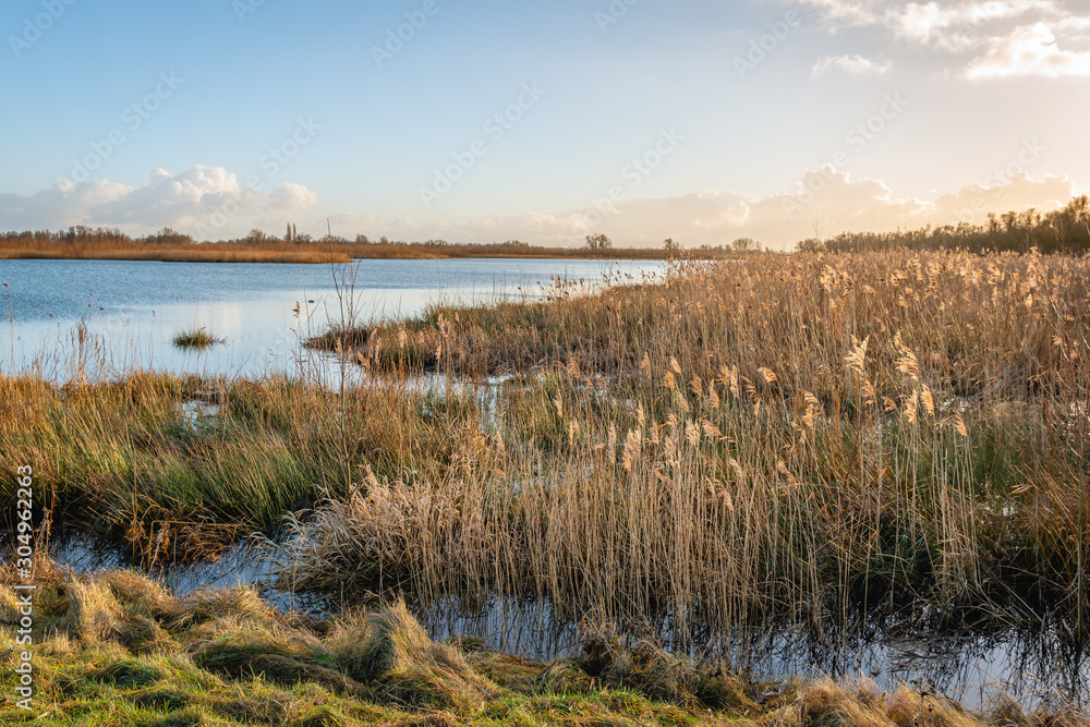 Waving reeds in afternoon sunlight