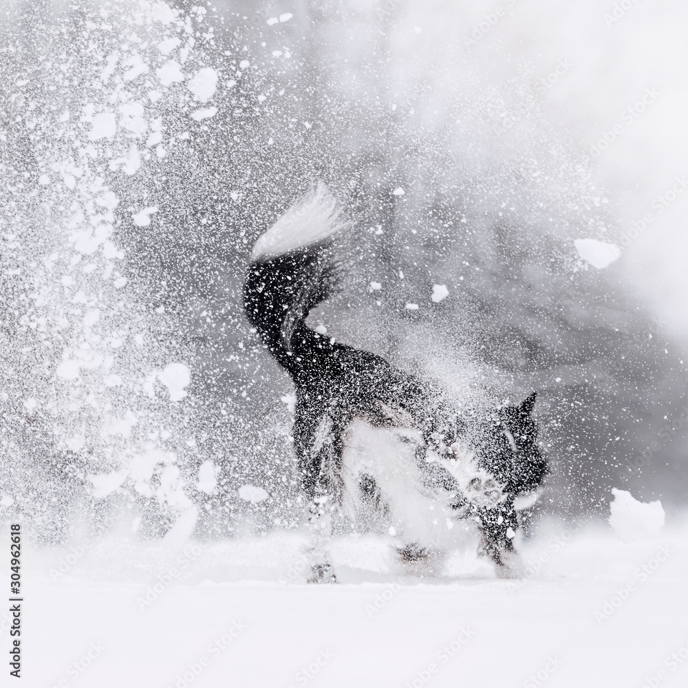 Fototapeta funny border collie dog jumping in the snow