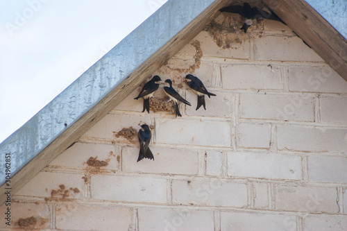 Swallow birds rebuilding their nests on house wall