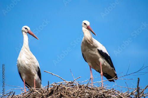 Two storks standing in their nest