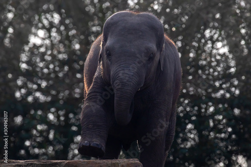 baby elephant stepping on rock