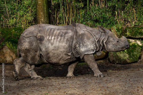 white rhinoceros in zoo