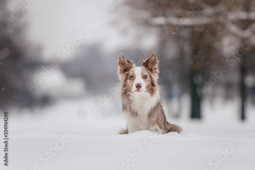 adorable border collie dog posing outdoors in winter © ksuksa