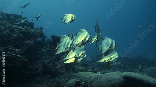 a school of batfish photo