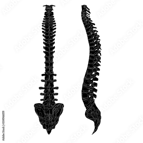 Back and side view of the spine. Realistic spine