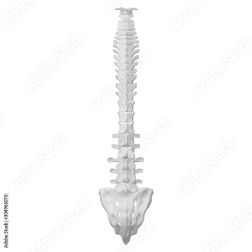 Back view of the spine on a white background