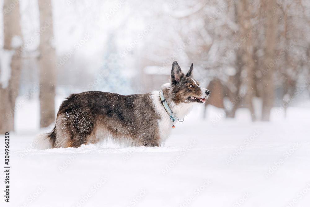 Fototapeta premium adorable border collie dog posing outdoors in winter
