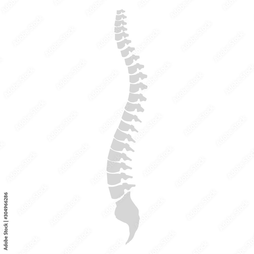 Side view of the spine on a white background Side view of the spine on a white background