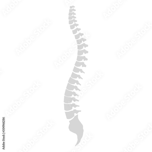 Side view of the spine on a white background photo