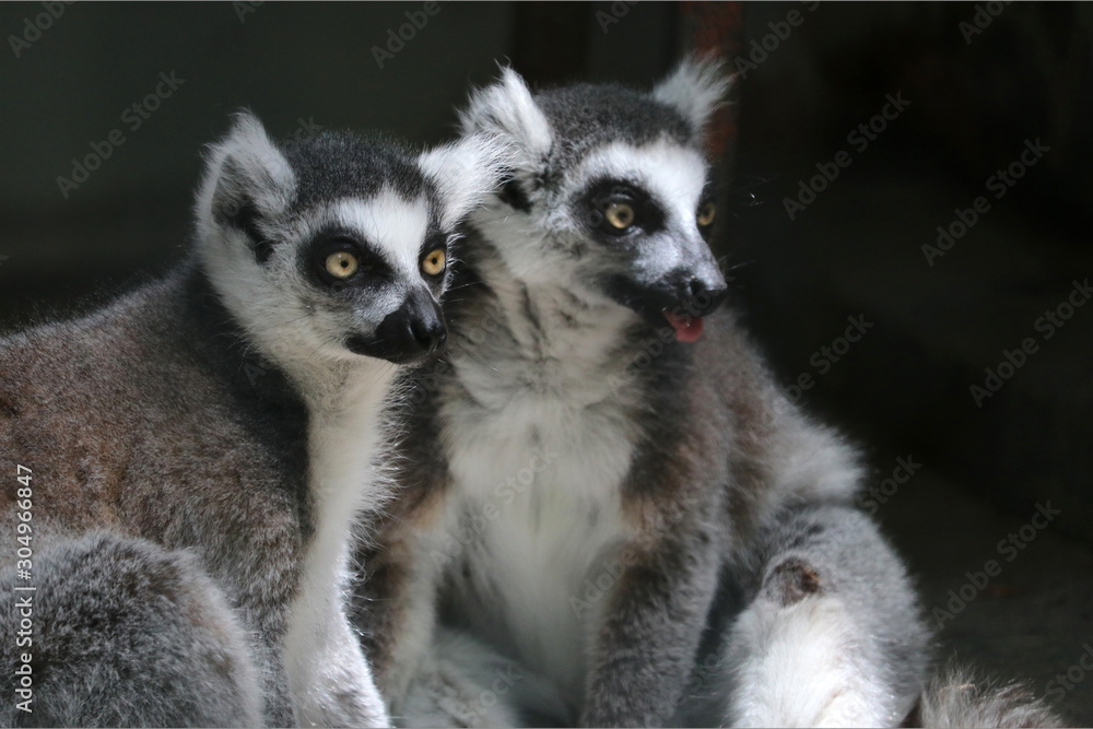 Fototapeta premium ワオキツネザル