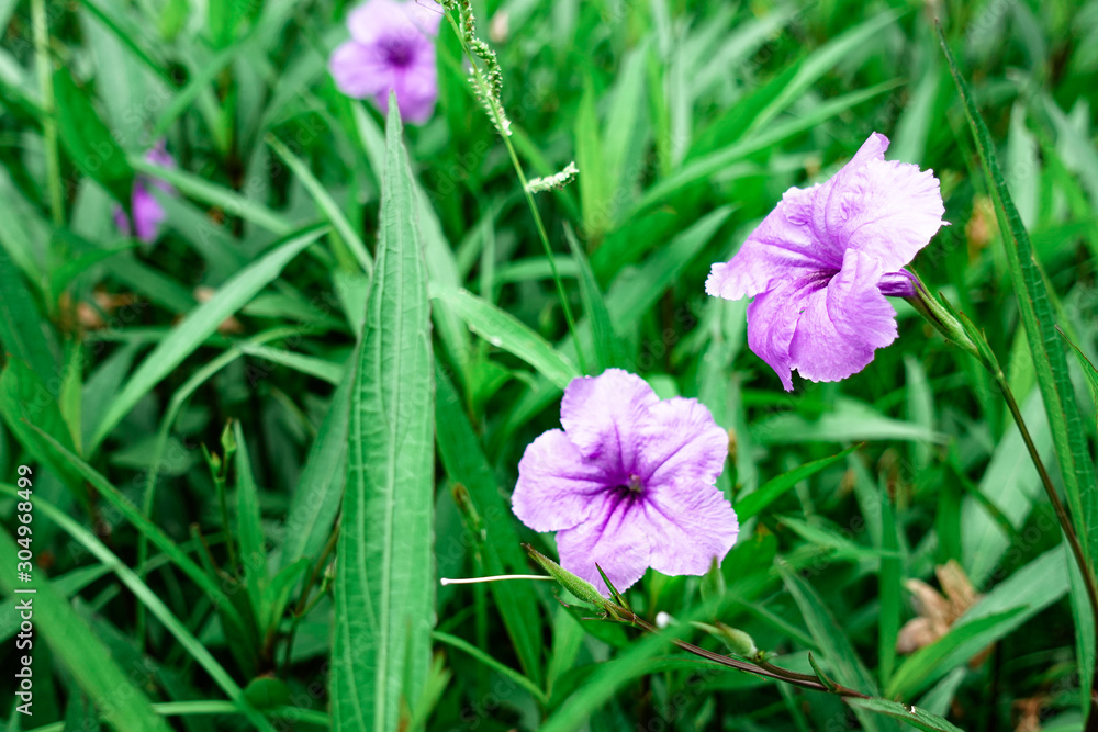 Beautiful purple ruellias flower in the garden Beautiful purple ruellias flower in the garden