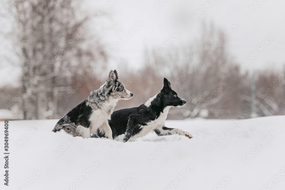 Obraz premium two border collie dogs outdoors in winter