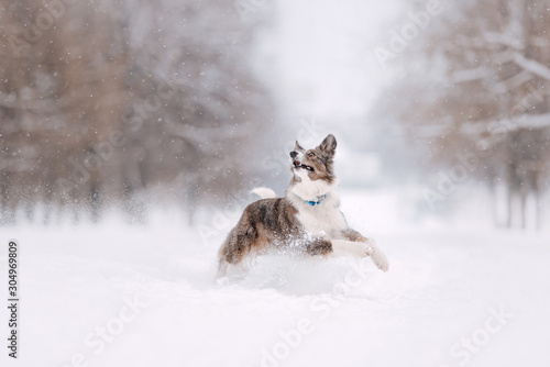 Fotografija happy border collie dog running in the snow