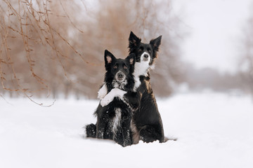 two border collie dogs hugging in the snow outdoors