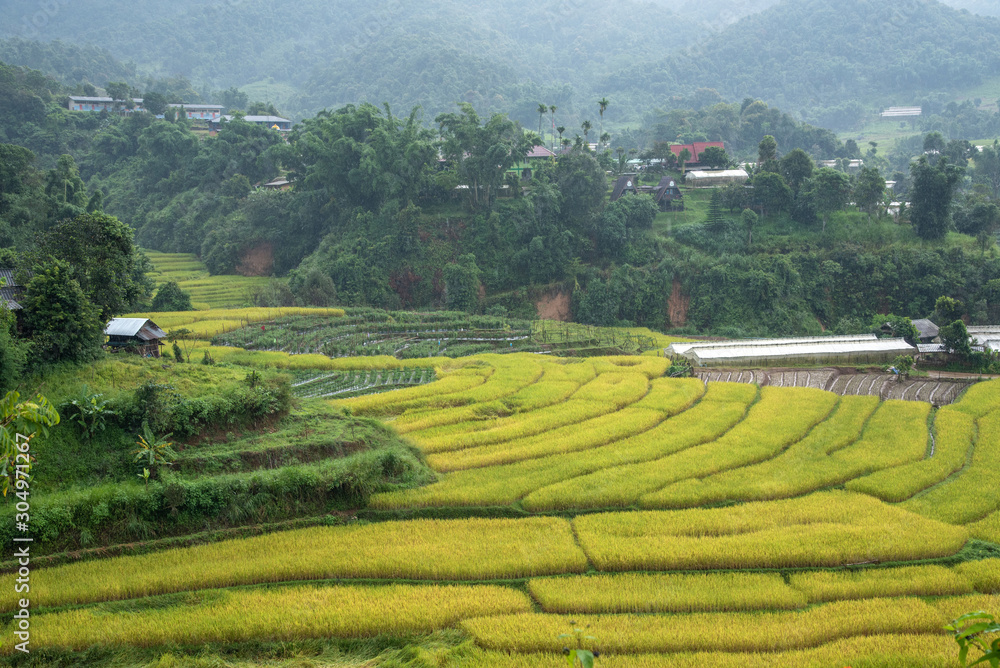 Huyhom, landscape view of step rice field in the north of Thailand. Huyhom, landscape view of step rice field in the north of Thailand.