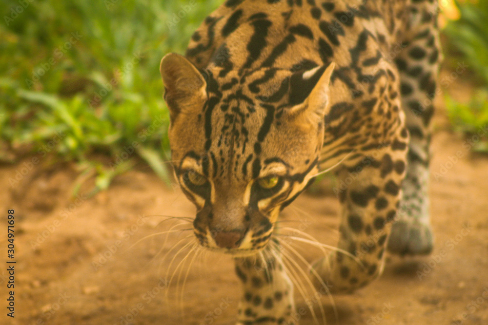 Obraz premium portrait of leopard