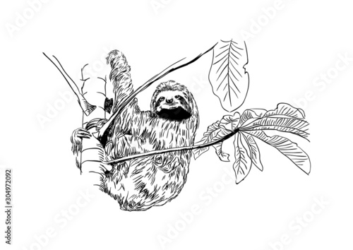 Black and white drawing, sketch of an isolated sloth. Hanging on a tree. Vector illustration