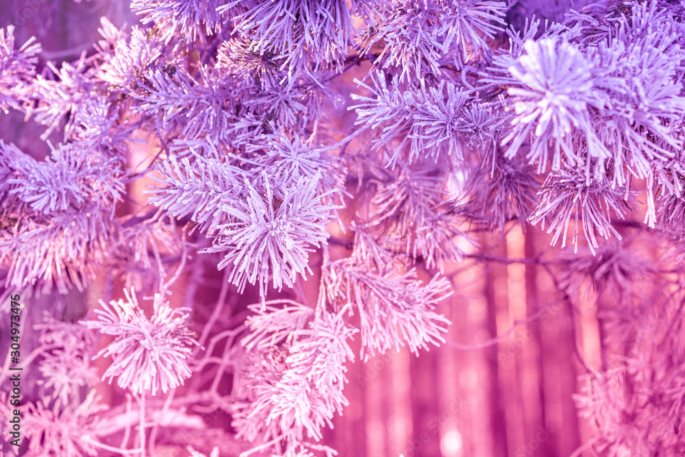 Pine branches covered with rime. Natural winter background. Winter nature. Snowy forest. Christmas background Pine branches covered with rime. Natural winter background. Winter nature. Snowy forest. Christmas background