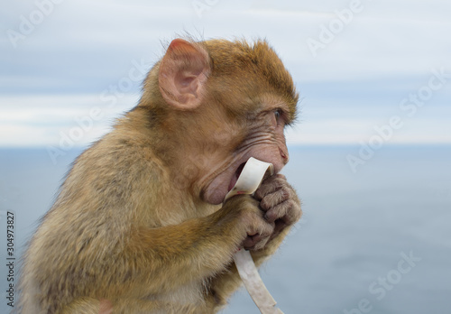 Infant Barbary Ape eating a tasty find