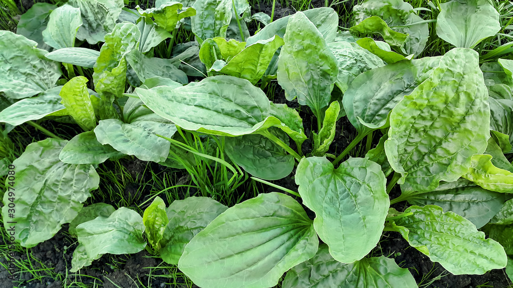 Fresh green leaves of plantain Fresh green leaves of plantain