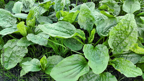 Bilde på lerret Fresh green leaves of plantain