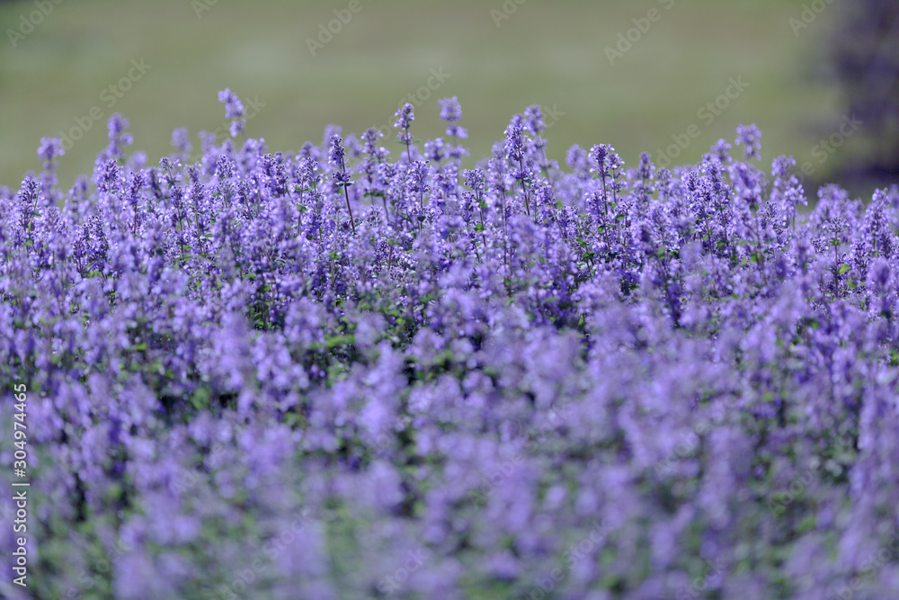 Obraz premium small densely growing purple flowers on a green blurred background