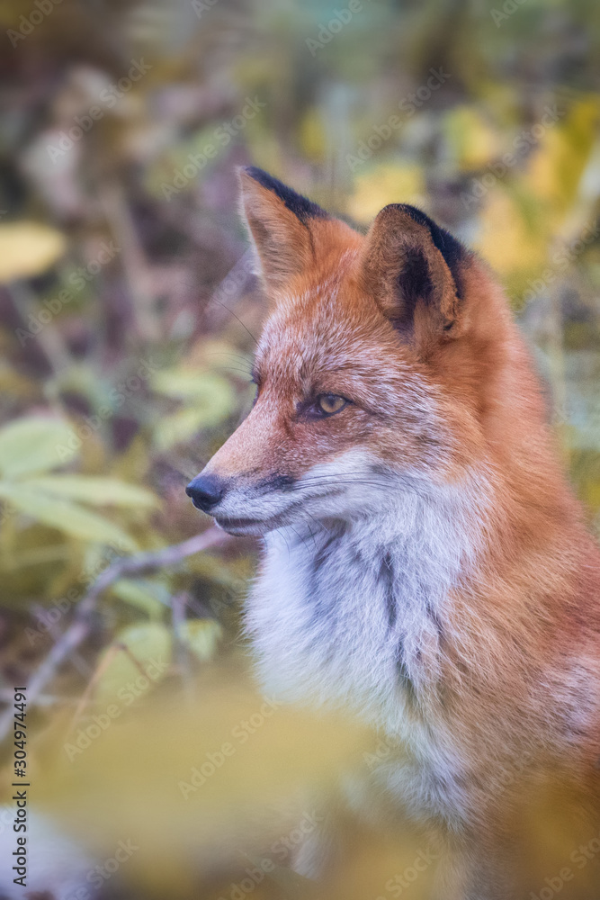 Fototapeta premium Autumn portrait of wild fox in russian forest