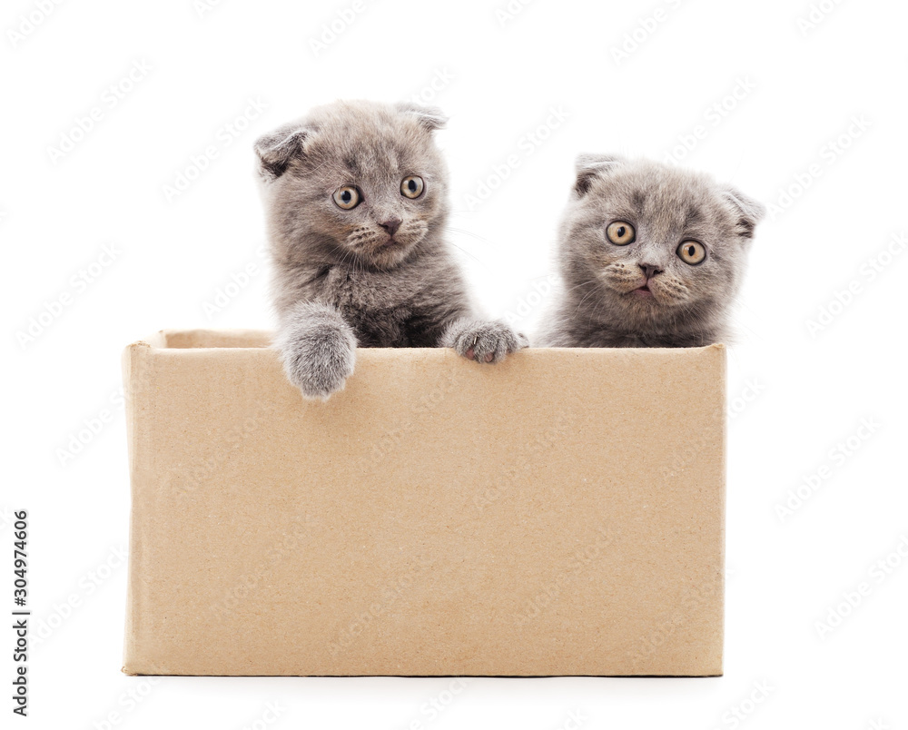 Two small kittens in the box.