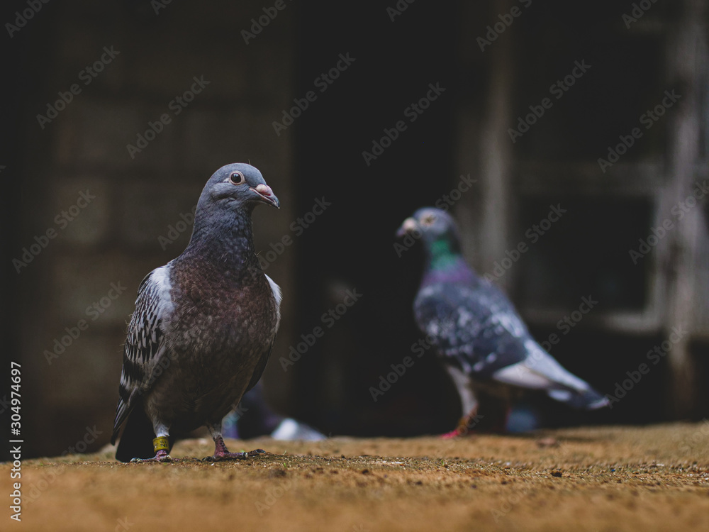 pigeon on a background pigeon on a background