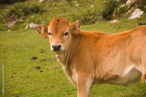 Limousin cow looking at camera in the mountain