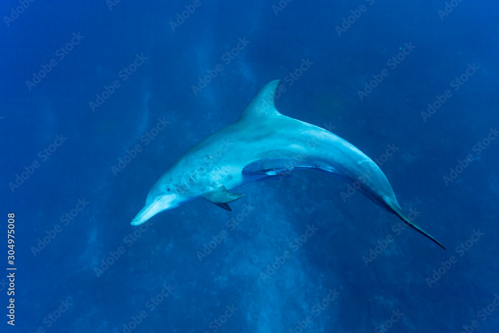 Fototapeta premium 小笠原のミナミハンドウイルカ