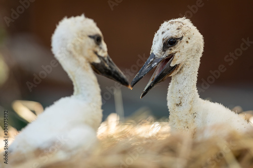 Portrait of a young white stork